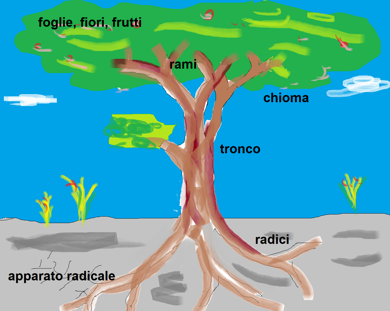 Perché il Legno è Anisotropo? Ecco Come Funziona un Albero